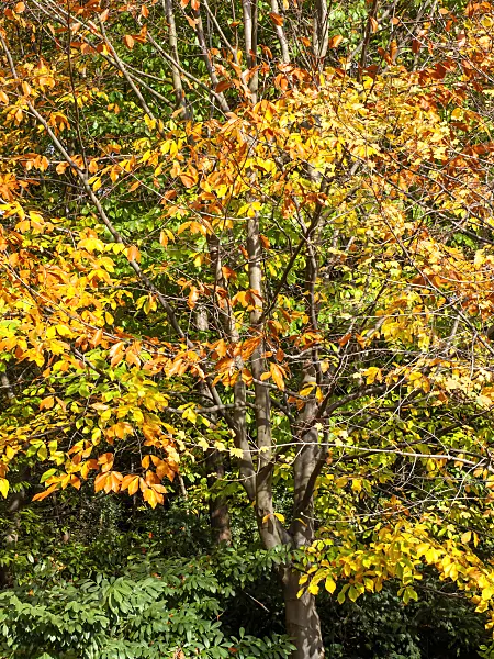 465219 - Oriental beech (Fagus orientalis)