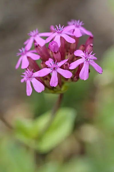 472289 - Oriental campion (Silene compacta)