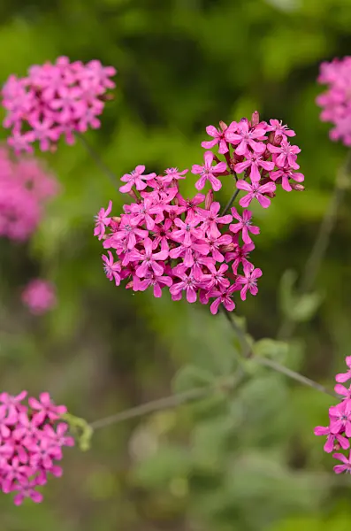 521015 - Oriental campion (Silene compacta)