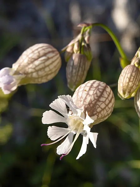 439232 - Oriental campion (Silene vulgaris)