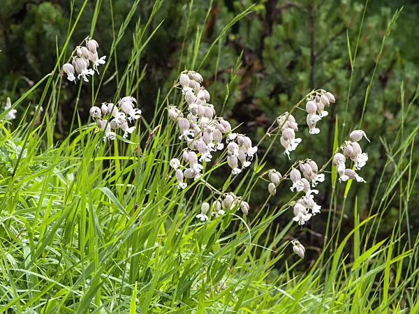 439256 - Oriental campion (Silene vulgaris)