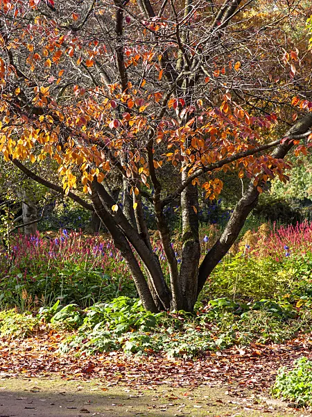 465181 - Oriental cherry (Prunus serrulata)