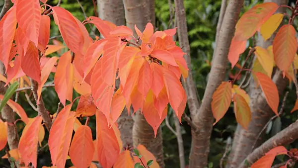 501253 - Oriental cherry (Prunus serrulata)