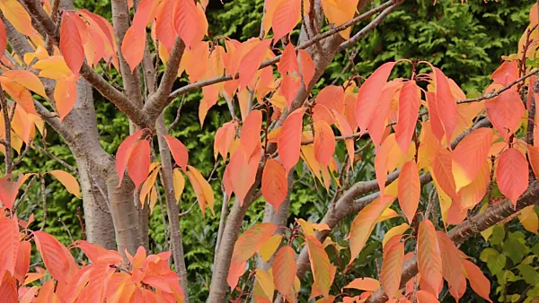 501254 - Oriental cherry (Prunus serrulata)