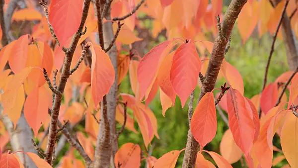 501255 - Oriental cherry (Prunus serrulata)