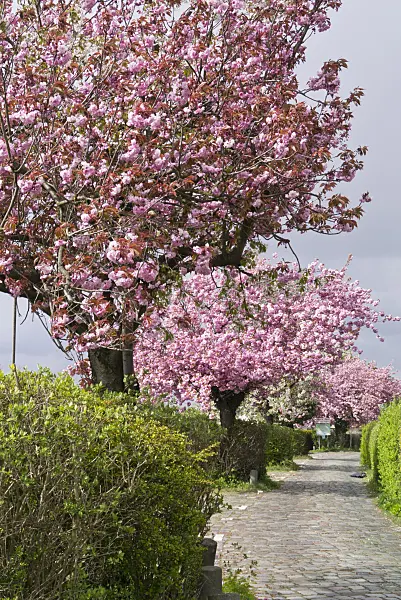 556087 - Oriental cherry (Prunus serrulata)