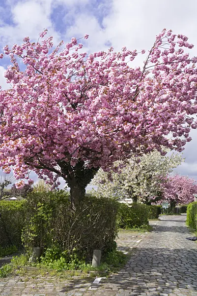 556088 - Oriental cherry (Prunus serrulata)