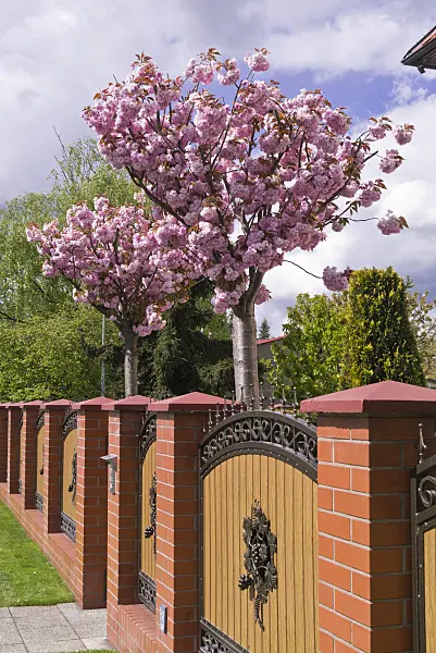 570033 - Oriental cherry (Prunus serrulata)