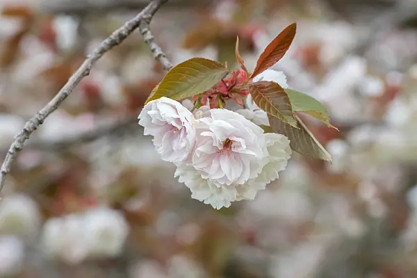 675304 - Oriental cherry (Prunus serrulata 'Fugenzo')
