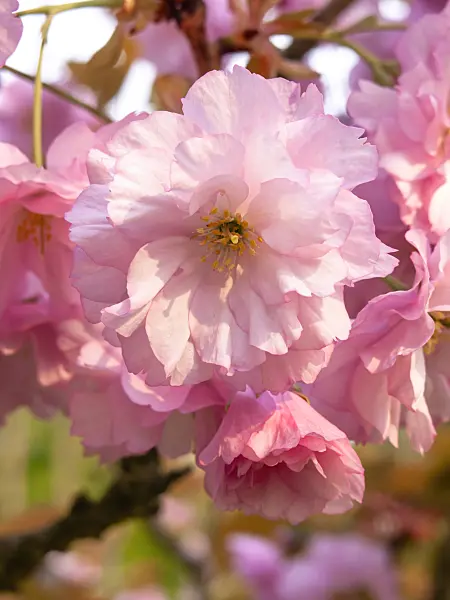 437190 - Oriental cherry (Prunus serrulata 'Kanzan')