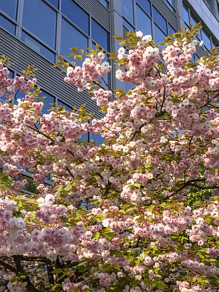 437208 - Oriental cherry (Prunus serrulata 'Kanzan')