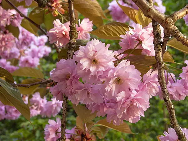 448025 - Oriental cherry (Prunus serrulata 'Kanzan')