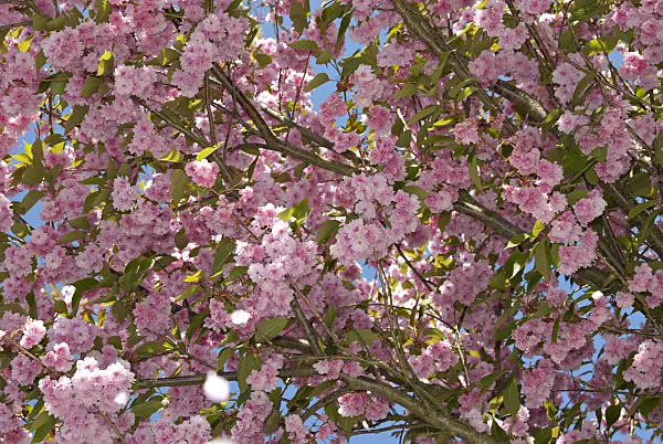 452124 - Oriental cherry (Prunus serrulata 'Kanzan')