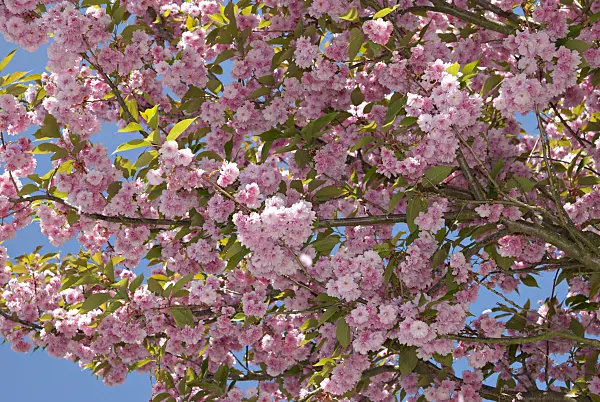 452125 - Oriental cherry (Prunus serrulata 'Kanzan')