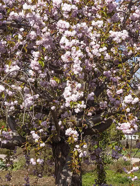 459021 - Oriental cherry (Prunus serrulata 'Kanzan')
