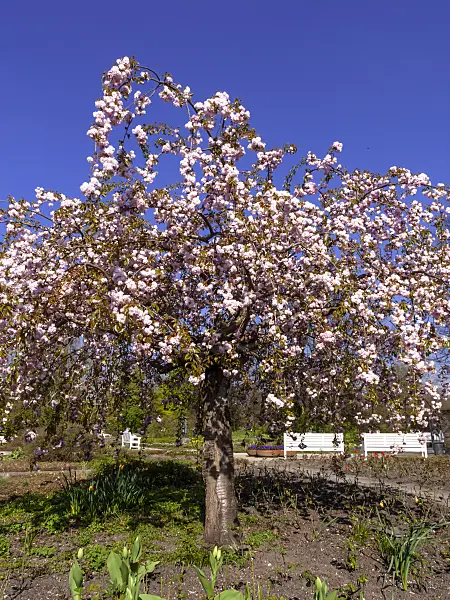 459022 - Oriental cherry (Prunus serrulata 'Kanzan')