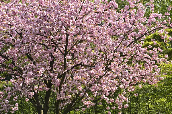 495219 - Oriental cherry (Prunus serrulata 'Kanzan')