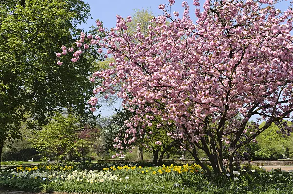 495224 - Oriental cherry (Prunus serrulata 'Kanzan')