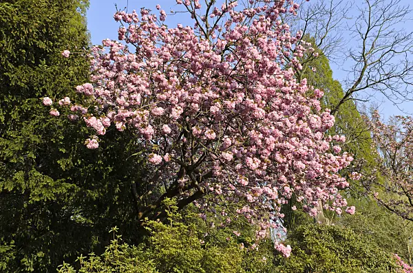 495243 - Oriental cherry (Prunus serrulata 'Kanzan')