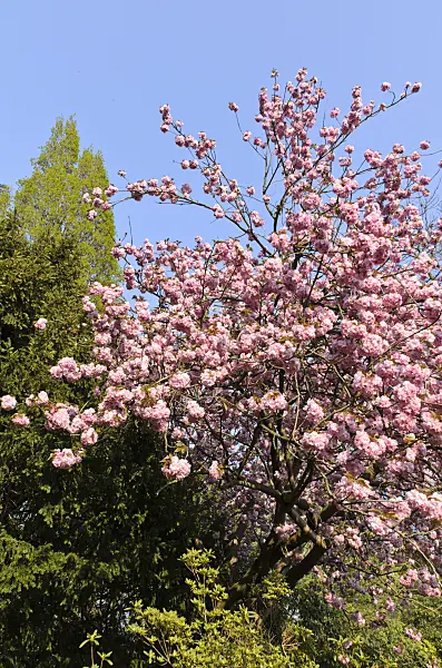 495244 - Oriental cherry (Prunus serrulata 'Kanzan')
