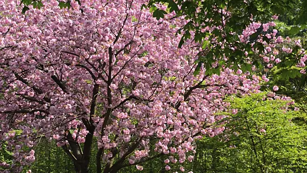 495318 - Oriental cherry (Prunus serrulata 'Kanzan')