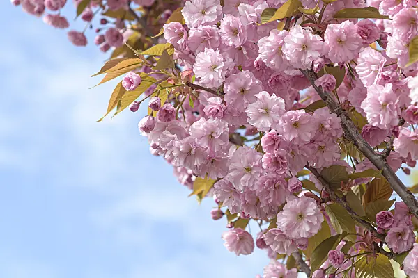 607184 - Oriental cherry (Prunus serrulata 'Kanzan')