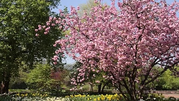 495320 - Oriental cherry (Prunus serrulata 'Kanzan') and daffodils (Narcissus)