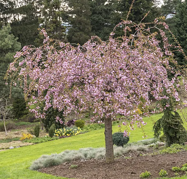 635140 - Oriental cherry (Prunus serrulata 'Kiku-shidare-zakura')