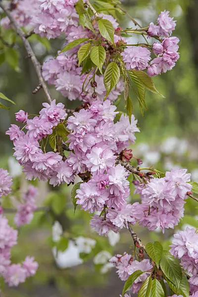 635141 - Oriental cherry (Prunus serrulata 'Kiku-shidare-zakura')