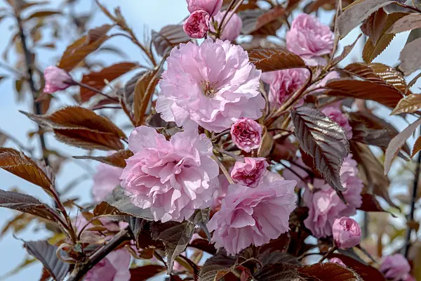 575286 - Oriental cherry (Prunus serrulata 'Royal Burgundy')