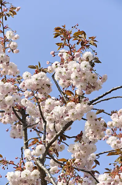 495230 - Oriental cherry (Prunus serrulata 'Shirofugen')