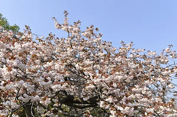 495231 - Oriental cherry (Prunus serrulata 'Shirofugen')