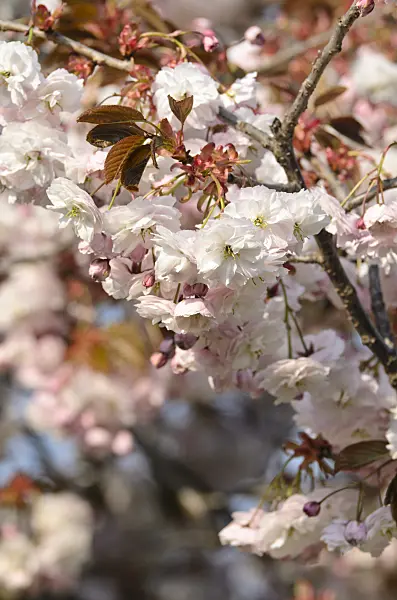 495232 - Oriental cherry (Prunus serrulata 'Shirofugen')