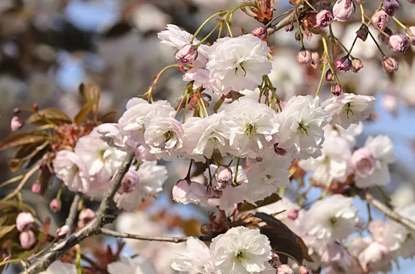 495233 - Oriental cherry (Prunus serrulata 'Shirofugen')