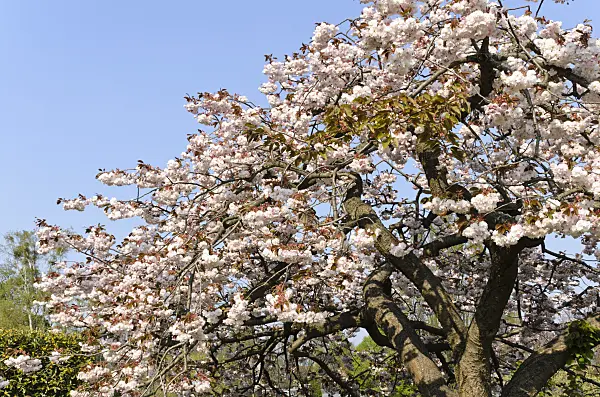 495236 - Oriental cherry (Prunus serrulata 'Shirofugen')