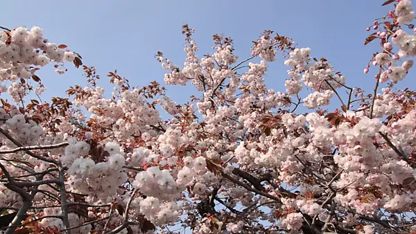 495325 - Oriental cherry (Prunus serrulata 'Shirofugen')