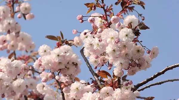 495326 - Oriental cherry (Prunus serrulata 'Shirofugen')