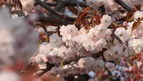 495327 - Oriental cherry (Prunus serrulata 'Shirofugen')
