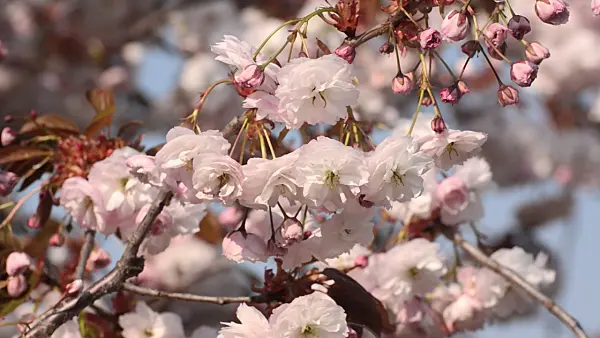 495328 - Oriental cherry (Prunus serrulata 'Shirofugen')