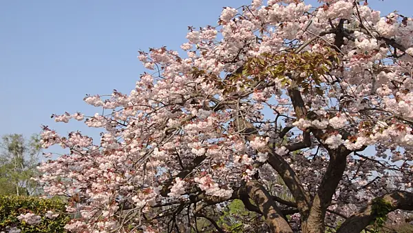 495329 - Oriental cherry (Prunus serrulata 'Shirofugen')