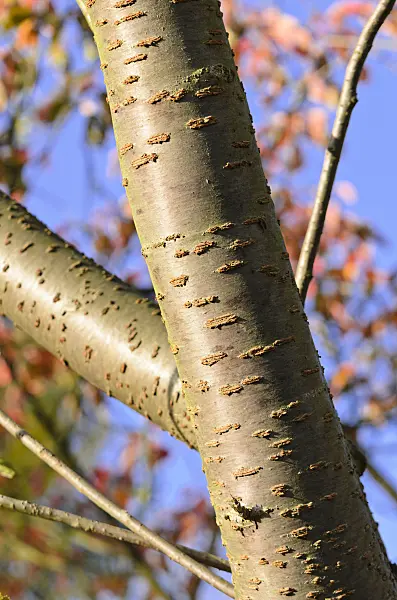 525342 - Oriental cherry (Prunus serrulata 'Shirofugen')