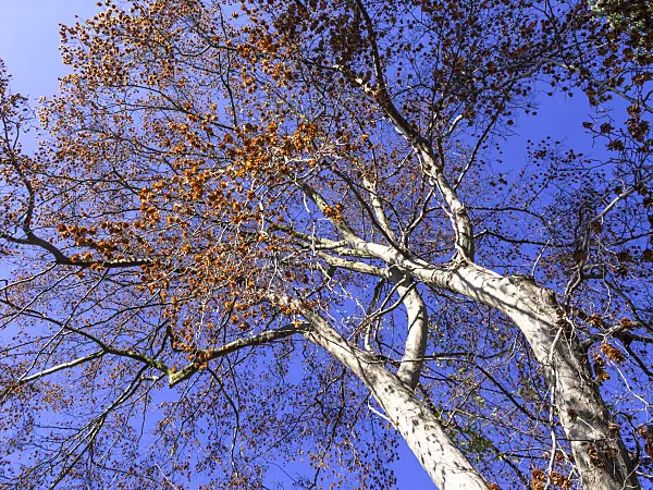 465237 - Oriental hornbeam (Carpinus orientalis)