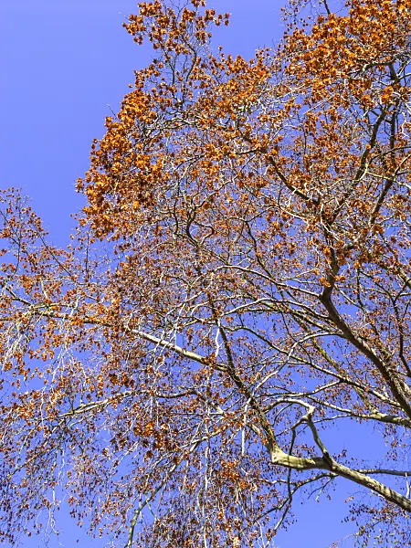 465238 - Oriental hornbeam (Carpinus orientalis)