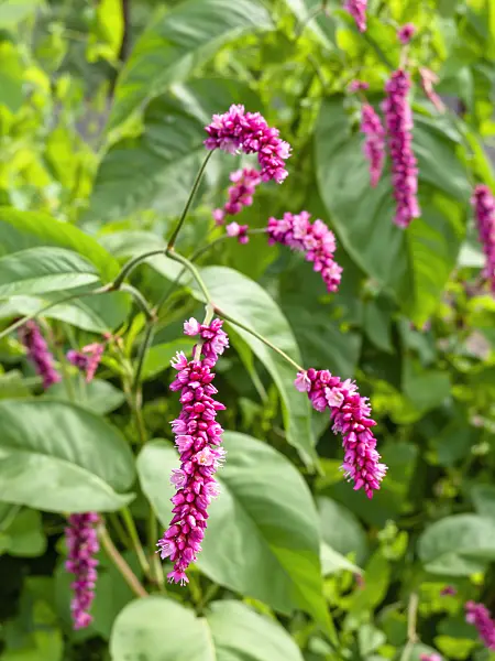 441018 - Oriental knotweed (Persicaria orientalis syn. Polygonum orientale)