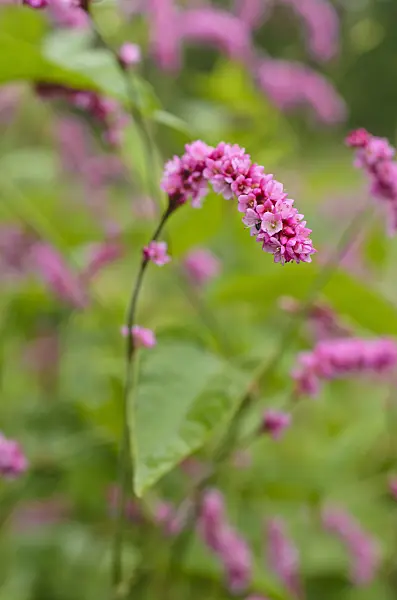 498203 - Oriental knotweed (Persicaria orientalis syn. Polygonum orientale)