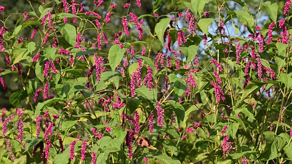 500114 - Oriental knotweed (Persicaria orientalis syn. Polygonum orientale)