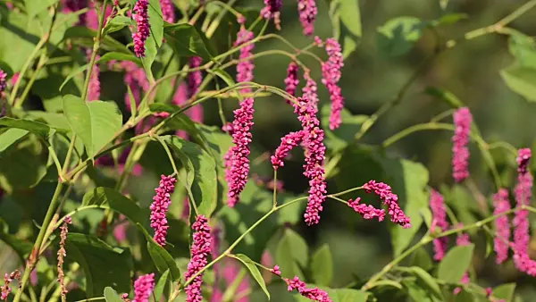 500115 - Oriental knotweed (Persicaria orientalis syn. Polygonum orientale)