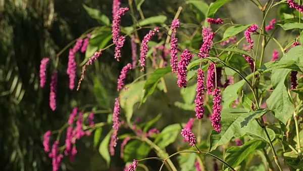 500116 - Oriental knotweed (Persicaria orientalis syn. Polygonum orientale)
