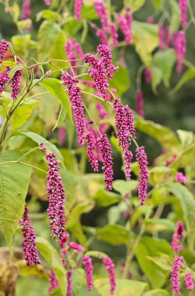 524169 - Oriental knotweed (Persicaria orientalis syn. Polygonum orientale)