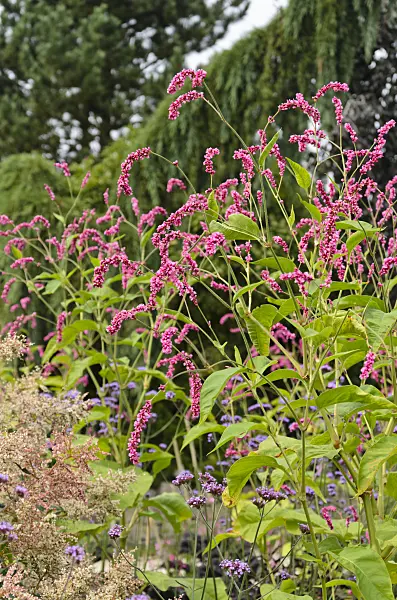 571035 - Oriental knotweed (Persicaria orientalis syn. Polygonum orientale)